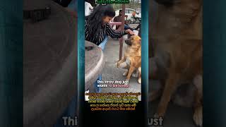 Download lagu අනේ ඒ ආදරේට එයා කොච්චර ආසද😕😟☹️😮😳🥺😭#dogshorts#sadshorts#sadsong#sadstory#dogvideos#trendingshorts mp3 Download lagu අනේ ඒ ආදරේට එයා කොච්චර ආසද😕😟☹️😮😳🥺😭#dogshorts#sadshorts#sadsong#sadstory#dogvideos#trendingshorts mp3