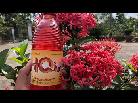 HQ101 dung tich 500ml phân PHỨC HỢP tăng năng suất cây trồng - YNN Marketing