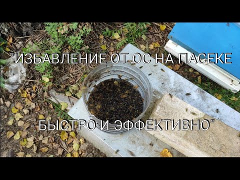Пчеловодство. Борьба с вредителями. Осы на пасеке? Не проблема! Быстрый и простой способ избавления!