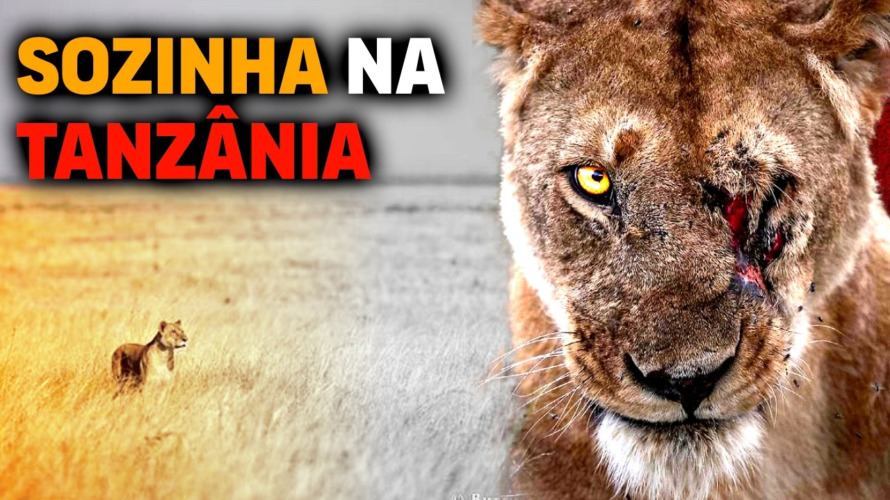 Lioness FIGHTS TO SURVIVE alone in the WILDEST place in the world | WILD TANZANIA