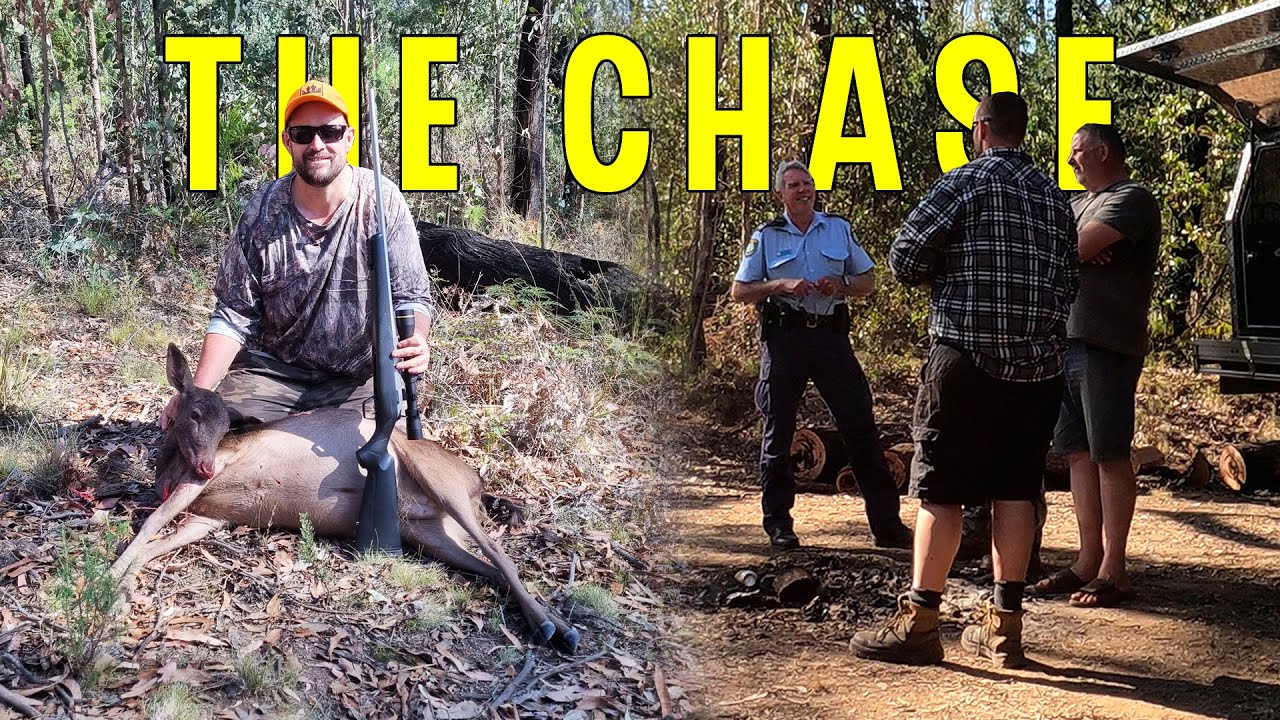 AHP Outdoors - Fallow Deer Hunting In Australian State Forest | Venison Catch & Cook