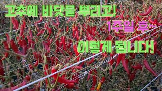 후물고추에 바닷물 뿌리면 잘 익고 잎도 잘 떨어집니다. 고추농사 잘 짓는법!!