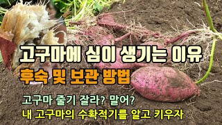 고구마에 심이 생기는 이유 고구마 후숙방법 및 보관온도와저장방법 고구마순치기, 고구마재배, 고구마수확시기,고…