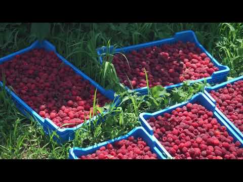 Složno, uspešno! ep. 69 13.07.2021. Gazdinstvo Kričak, Brus, malinarstvo