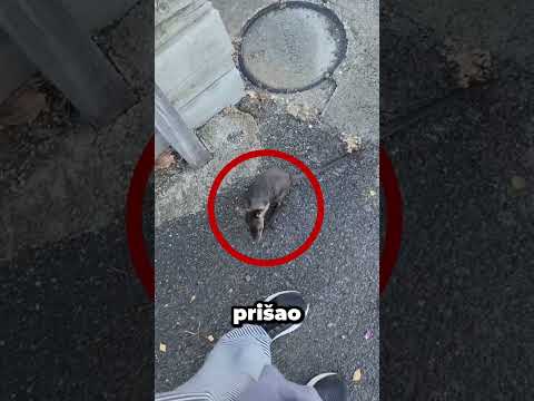 Ova mama kengur slučajno je ispustila svoju bebu#viral #zanimljivo #foryou
