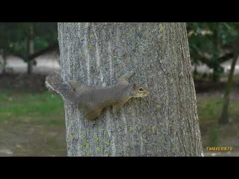 MILANO -  - 4K - SONY RX100 VII