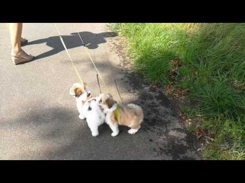 Erster Spaziergang  von Fido und Fariba  von der Fuerstenkrone