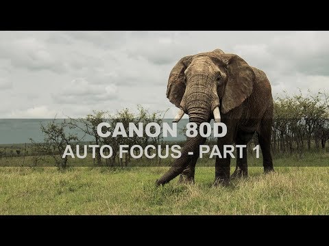 Canon 80D - Auto Focus - Part 1
