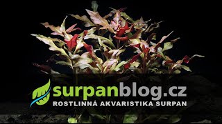 Alternanthera reineckii Splendida - Aquarium Plants | SURPAN.cz