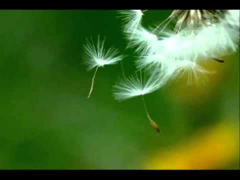 6 Sim   Hinário Aprendiz