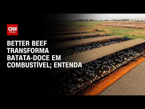 Better Beef transforma batata-doce em combustível, ração e carne premium | CNN AGRO NEWS