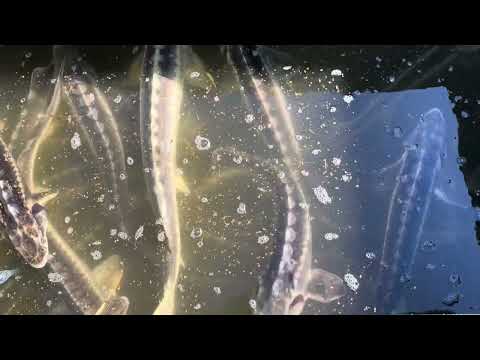 Absolute Fanggarantie ||Angelresort.de || Forellensee Rosenweiher