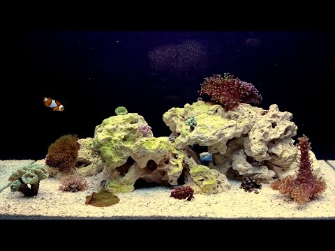Reef 80L