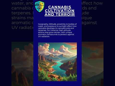 Microclimates: The Hidden Power in Cannabis Cultivation