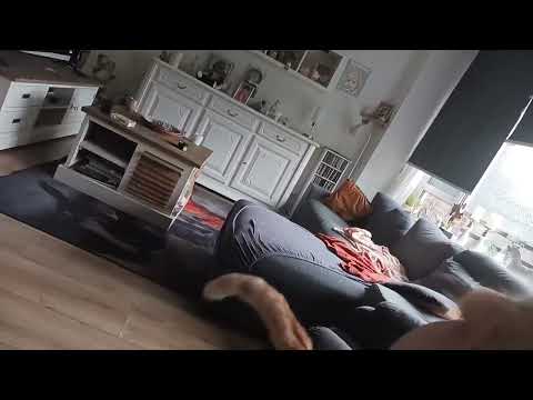 reageren op liplezen met geer dino