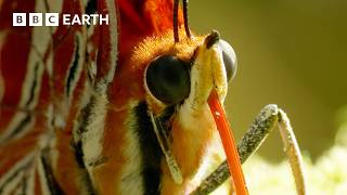 Spectacular Butterfly Mountaintop Gathering | Narrated by David Attenborough | Africa | BBC Earth