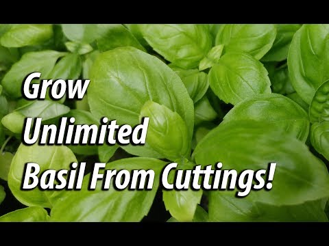 How To Grow Rosemary From Cuttings Two Ways BOTH Easy