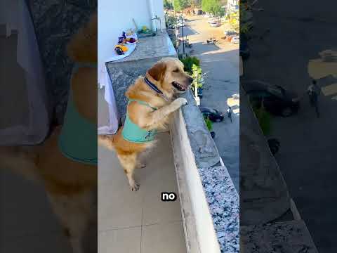 Mi Dueño Se Fue A Luchar Contra El Enemigo 😲