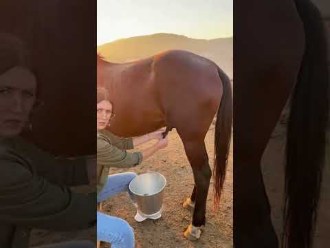 Snajka iz grada 🤣