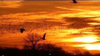 preview picture of video 'Sandhill Cranes in central Nebraska, 2014'