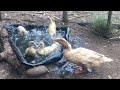 Buff Orpington Ducklings Enjoying A Swim
