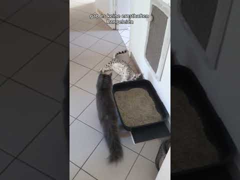 Baby Apollo und Baby Cosmo #Katzen