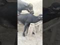 Buffalo BuLL Gorkhana Wild Animal Cow Meeting Buffalo Meeting Viral Short Video