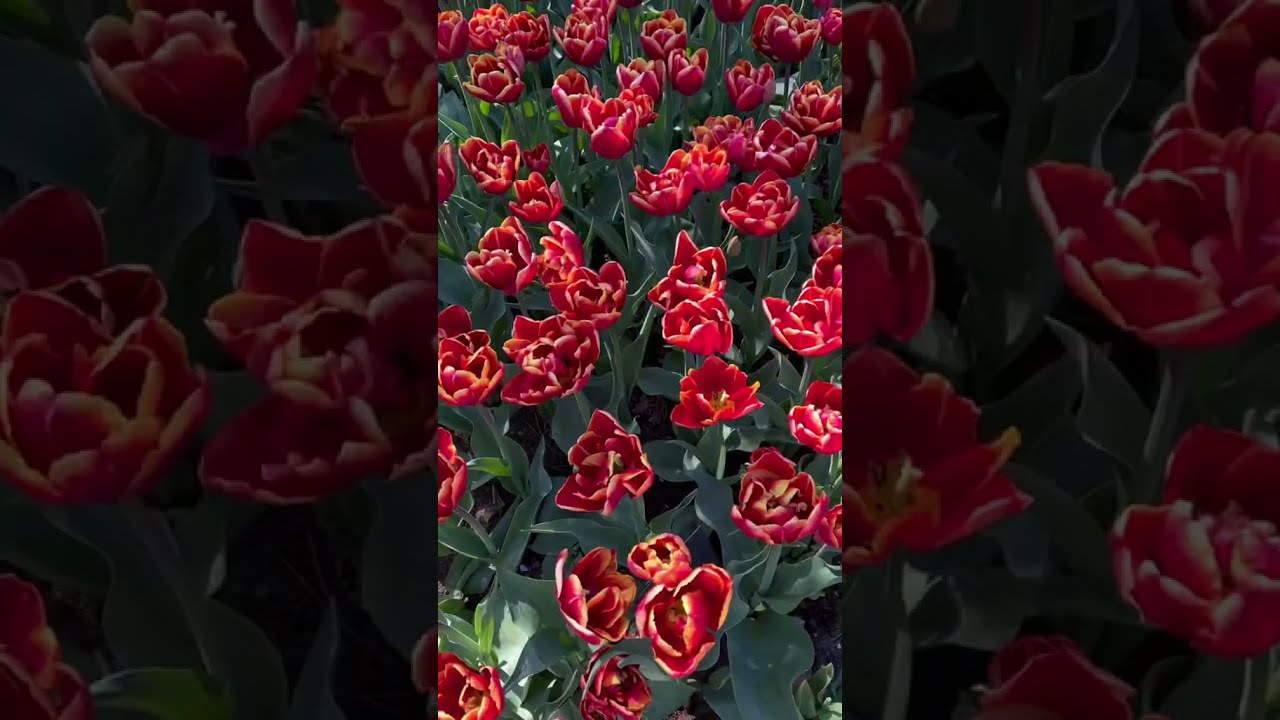 YouTube Short thumbnail