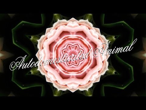 Autodomesticated Animal - Birdtalker