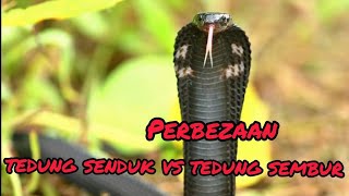 Download lagu PERBEZAAN ULAR TEDUNG SENDUK (MONOCLED COBRA) & TEDUNG SEMBUR (SPITTING COBRA) mp3