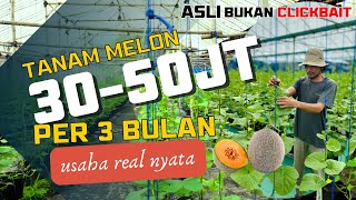 Download lagu BIG TURNOVER, FAST HARVEST - MELON BUSINESS OPPORTUNITY, SUCCESS STORY OF MAS WAHYU G, STINGY WIT... mp3 Download lagu BIG TURNOVER, FAST HARVEST - MELON BUSINESS OPPORTUNITY, SUCCESS STORY OF MAS WAHYU G, STINGY WIT... mp3