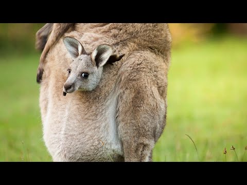 Baby Kangaroos | Joeys | #15 | 'Baby Animals Series' | 'Wilderness & Homestead Creatures'