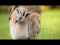 Baby Kangaroos Joeys 15 Baby Animals Series Wilderness Homestead Creatures
