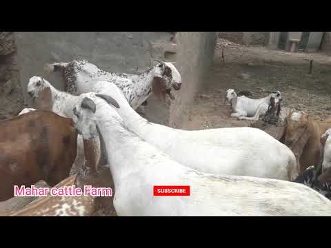 Bakra for sale Qurbani _ Pure Dessy Bakry _ anum jawed