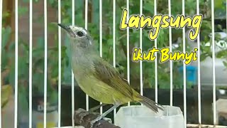 Download lagu burung opior jawa gacor suara lirih cepat bikin nyaut burung opior lainnya mp3