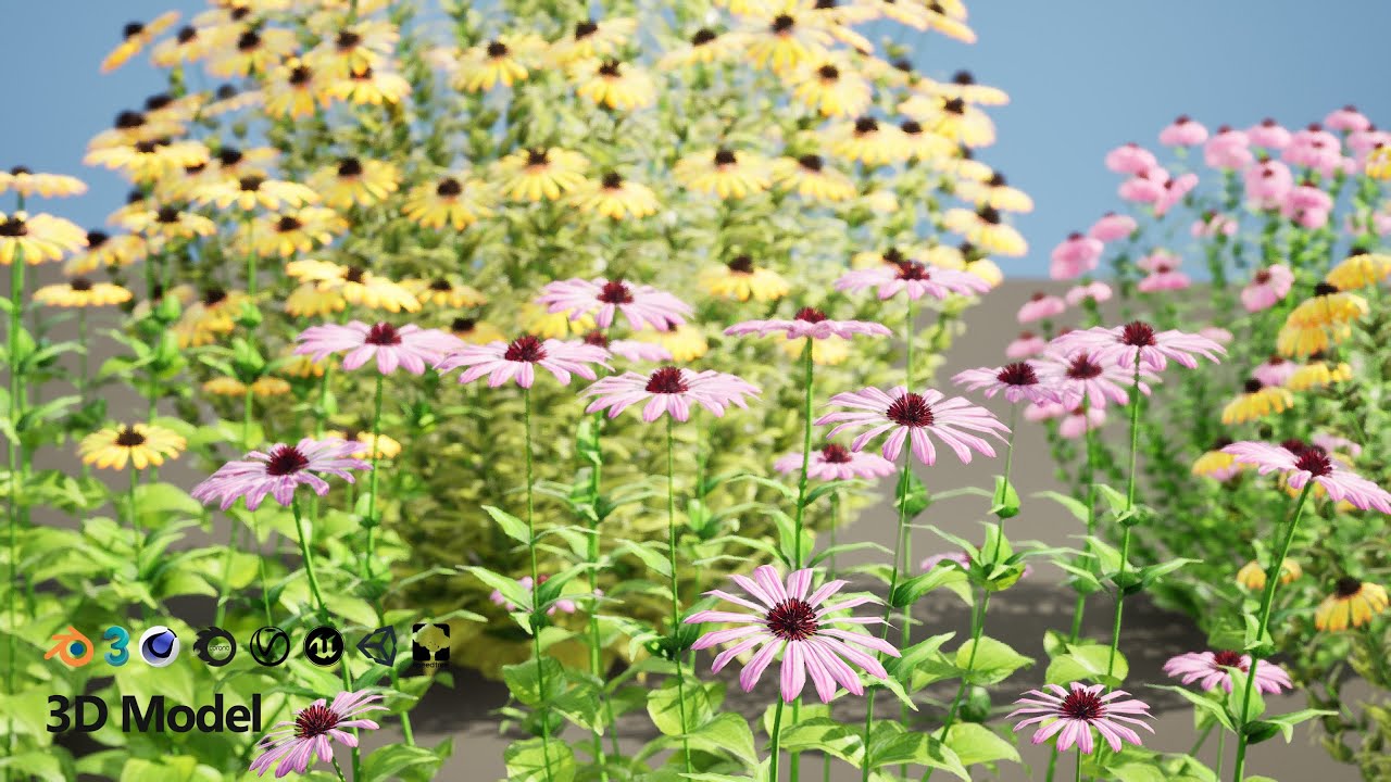 Purple and Deams Coneflowers 3D Model