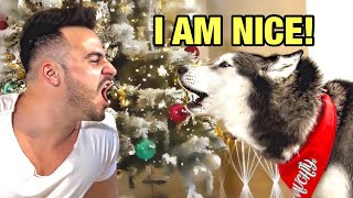 Telling My Husky She's On The Naughty List (SHE ARGUES!) 👀😳