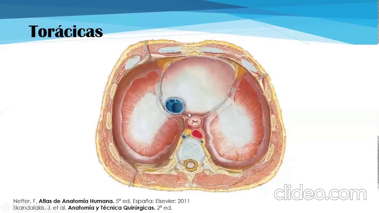 Anatomía quirúrgica del esófago