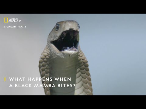 What Happens When a Black Mamba Bites? | Snakes In The City | National Geographic