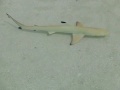 Vilu Reef Baby Hai 