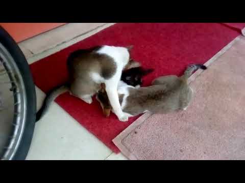 Mum like both child she is giving milk for them