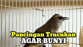 Download lagu Suara burung trucukan gacor memanggil lawan pancingan trucuk betina meanggil jantan mp3 Download lagu Suara burung trucukan gacor memanggil lawan pancingan trucuk betina meanggil jantan mp3