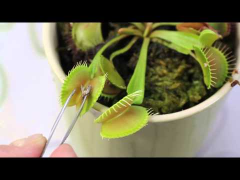Venusfliegenfalle (Dionaea muscipula)