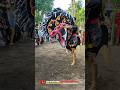 JARANAN PEGON INDONESIA Jarananndadi Jathilanndadi Jarananpegon Jarankepang Kudalumping Jaranan