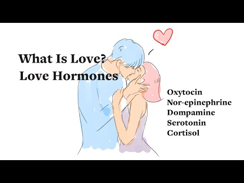 What is Love? Oxytocin and Other Love Hormones!