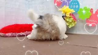 ハーフ犬の動画01