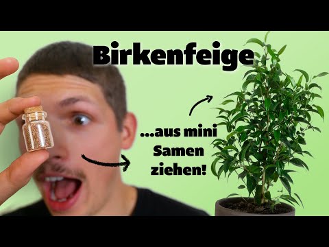 Zieh die Birkenfeige selbst aus Samen! (Ficus bejamina)💚