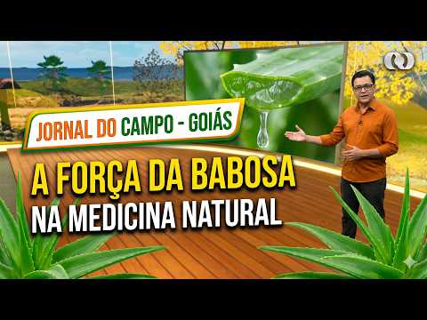 JORNAL DO CAMPO GO: Babosa na Medicina Natural, Cavalhadas de Pirenópolis e Queima do Alho em Jataí