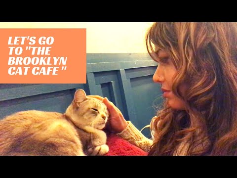 (New York City Travel Vlog 2019) Let's Go To The Brooklyn Cat Cafe!