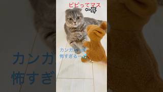 言う事きかない猫ちゃんにお仕置き？#cat #cutecat #comedy #可愛い